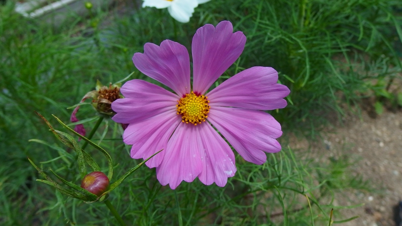 f:id:boianuf:20130714100952j:image