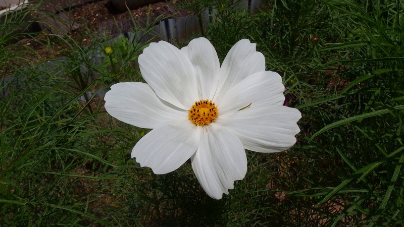 f:id:boianuf:20130714100953j:image
