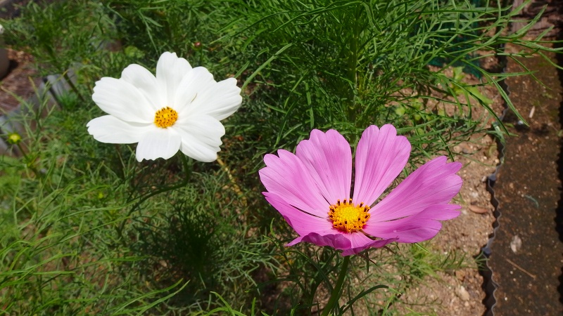 f:id:boianuf:20130714100954j:image