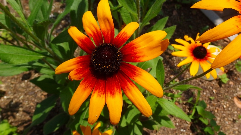 f:id:boianuf:20130714100955j:image