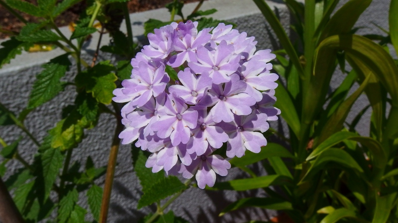 f:id:boianuf:20130714100956j:image