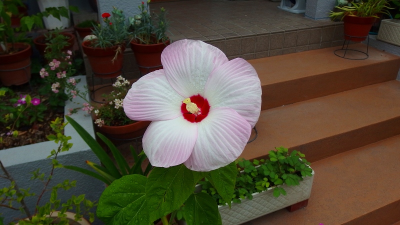 f:id:boianuf:20130714100957j:image