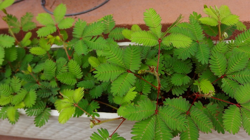 f:id:boianuf:20130714103108j:image