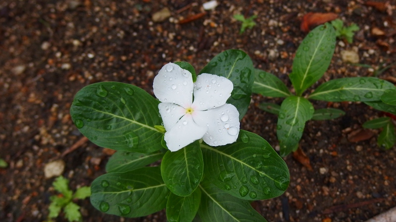 f:id:boianuf:20130714103236j:image