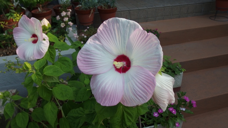 f:id:boianuf:20130720212308j:image