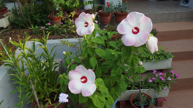 f:id:boianuf:20130720212310j:image