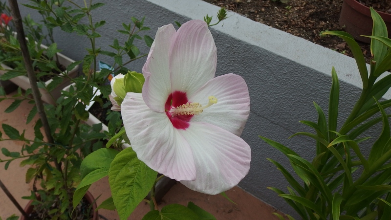 f:id:boianuf:20130720212311j:image