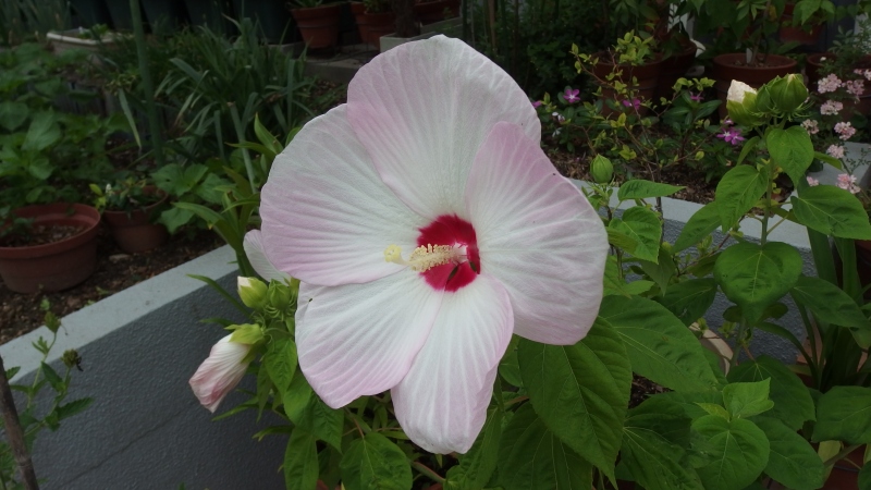 f:id:boianuf:20130720212312j:image