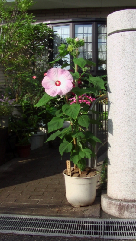 f:id:boianuf:20130720212946j:image