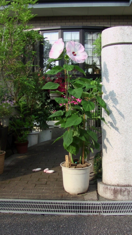 f:id:boianuf:20130721075334j:image