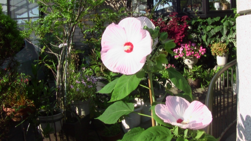 f:id:boianuf:20130721075335j:image