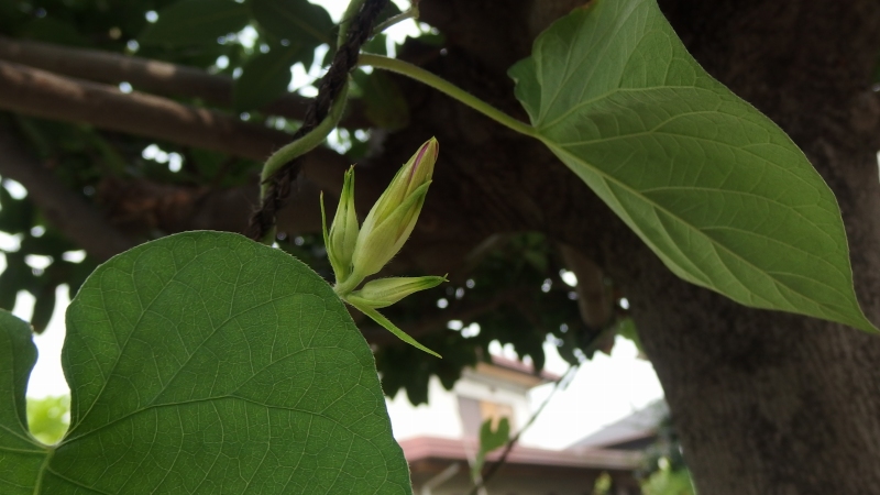 f:id:boianuf:20130730101011j:image f:id:boianuf:20130730101011j:image