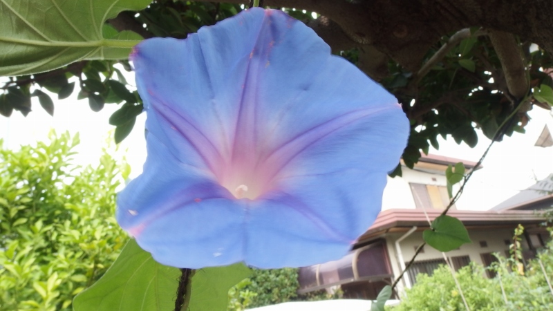 f:id:boianuf:20130730101200j:image f:id:boianuf:20130730101200j:image