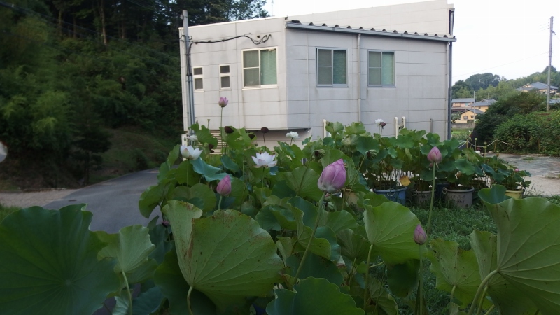 f:id:boianuf:20130805085006j:image