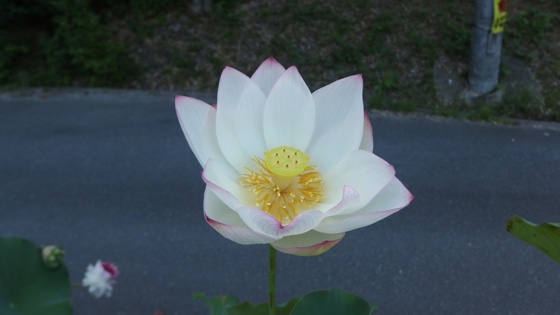 f:id:boianuf:20130805085008j:image
