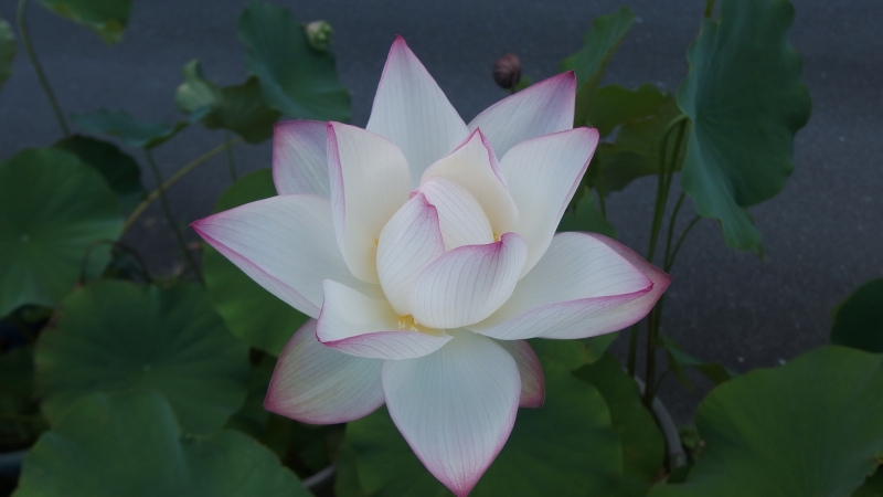 f:id:boianuf:20130805085009j:image