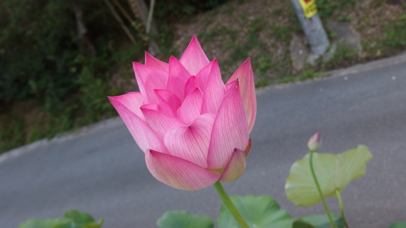 f:id:boianuf:20130805085010j:image