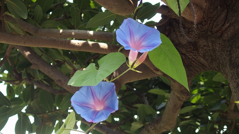 f:id:boianuf:20130806105918j:image