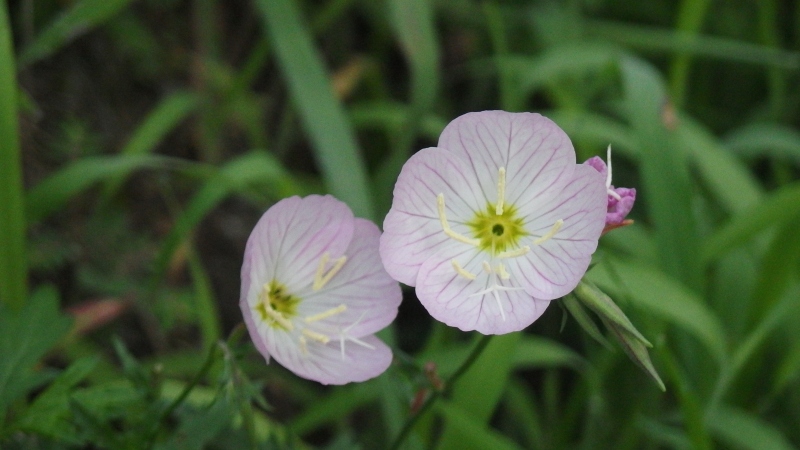 f:id:boianuf:20130809164334j:image f:id:boianuf:20130809164334j:image