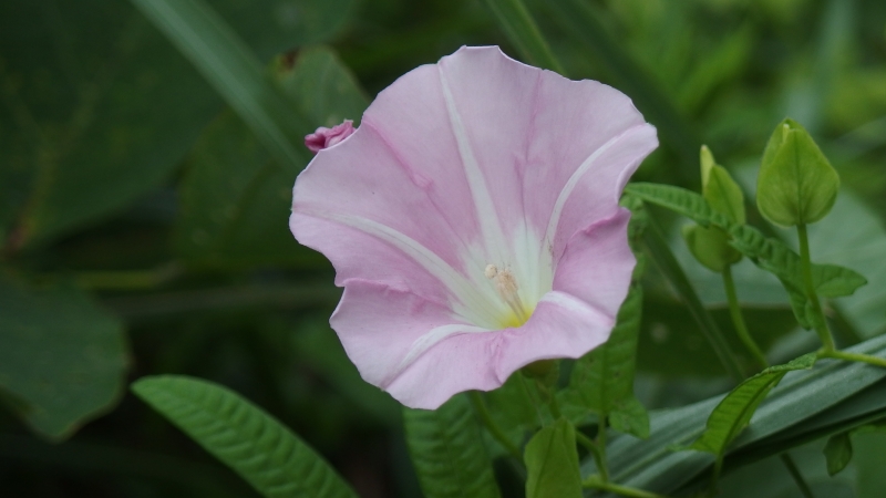 f:id:boianuf:20130809164338j:image f:id:boianuf:20130809164338j:image