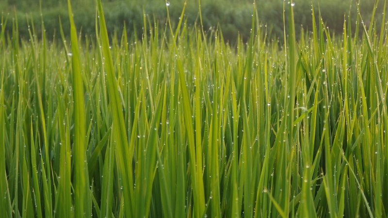 f:id:boianuf:20130811090433j:image