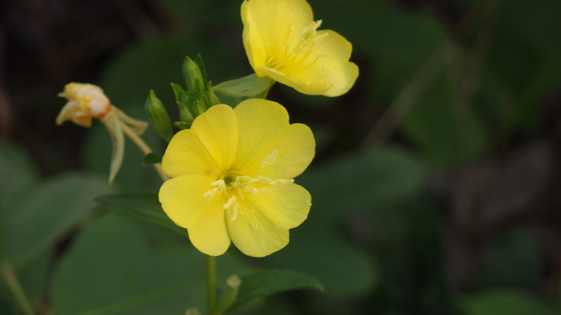 f:id:boianuf:20130811090440j:image