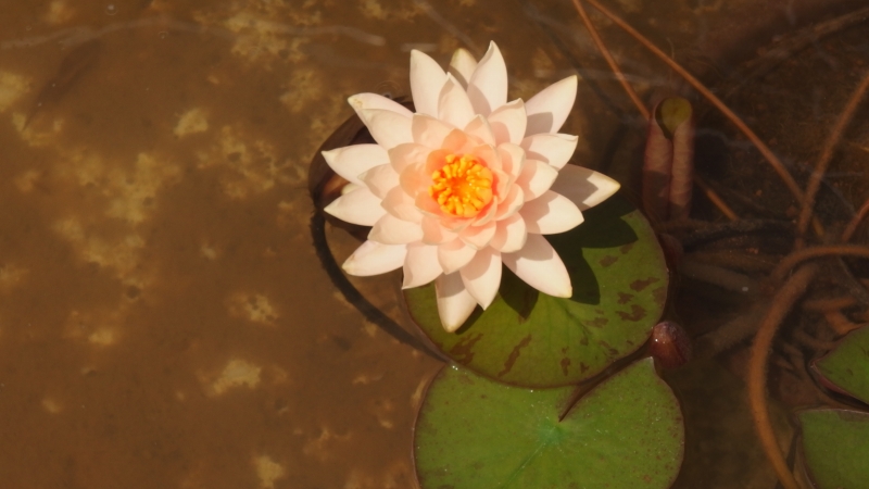 f:id:boianuf:20130823155000j:image