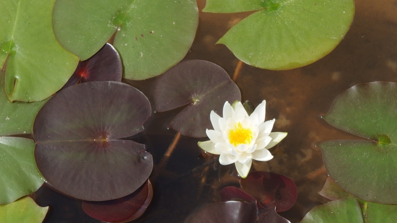 f:id:boianuf:20130823155001j:image