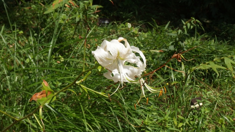 f:id:boianuf:20130824101233j:image