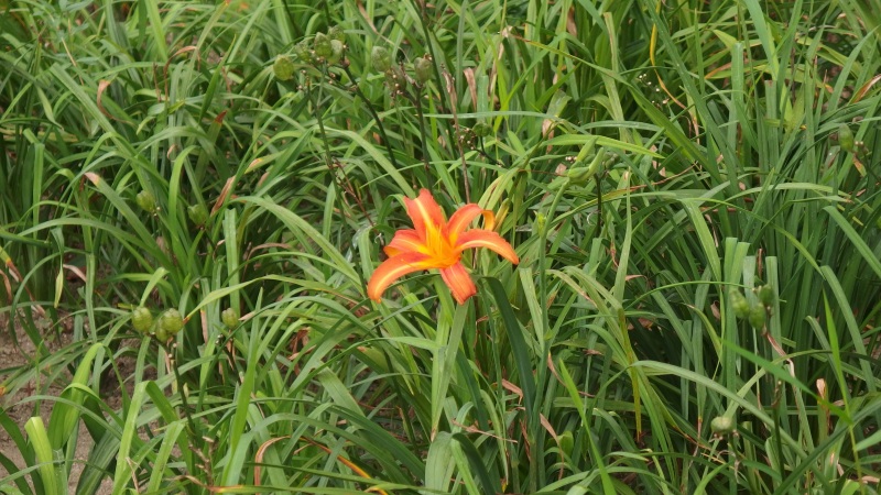 f:id:boianuf:20130824102123j:image