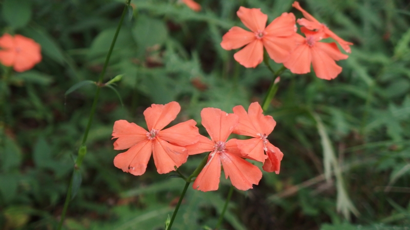 f:id:boianuf:20130824102532j:image
