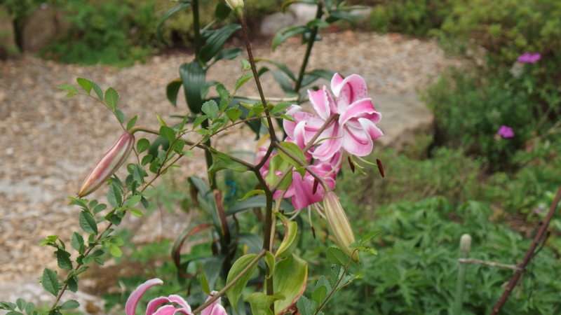 f:id:boianuf:20130827131059j:image