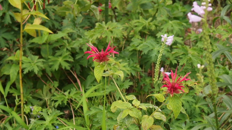 f:id:boianuf:20130827131101j:image