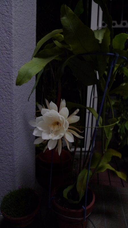f:id:boianuf:20130925103459j:image