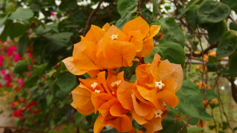 f:id:boianuf:20131005095143j:image