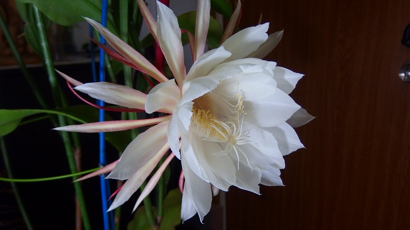f:id:boianuf:20131018090602j:image