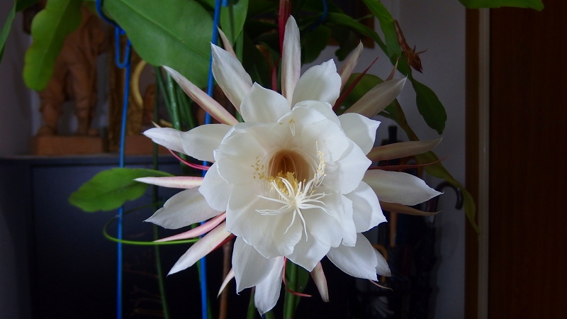 f:id:boianuf:20131018090603j:image
