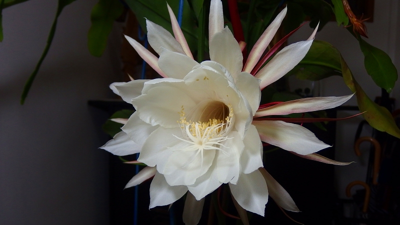 f:id:boianuf:20131018090604j:image