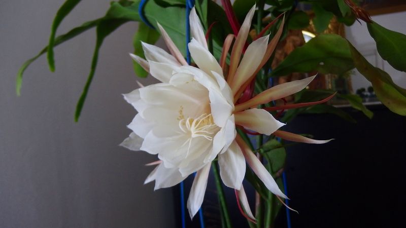 f:id:boianuf:20131018090606j:image