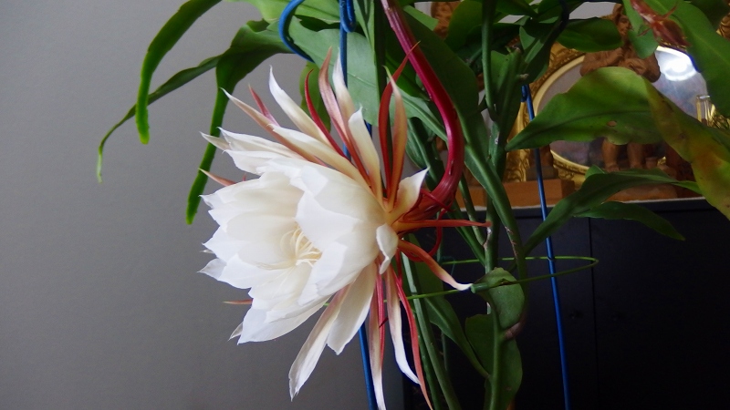 f:id:boianuf:20131018090607j:image