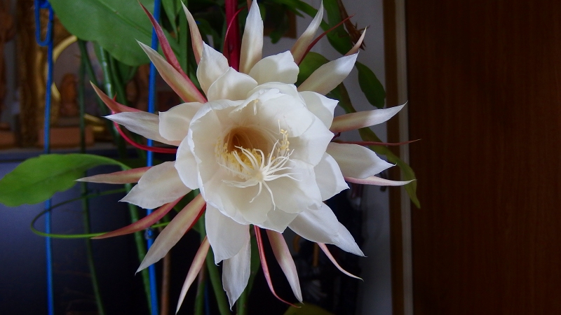 f:id:boianuf:20131018090608j:image