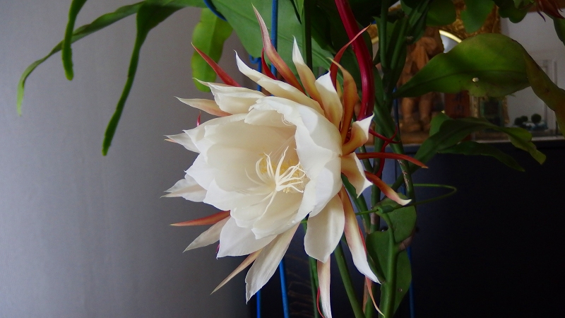 f:id:boianuf:20131018090609j:image