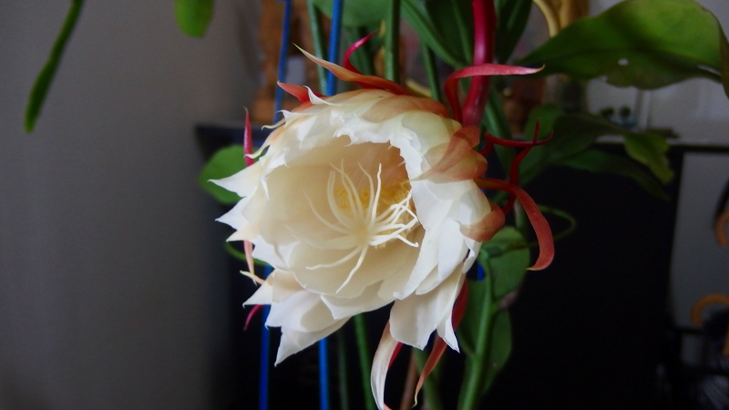 f:id:boianuf:20131018090610j:image
