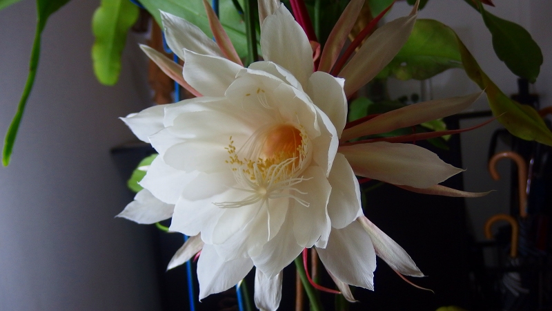 f:id:boianuf:20131018093651j:image