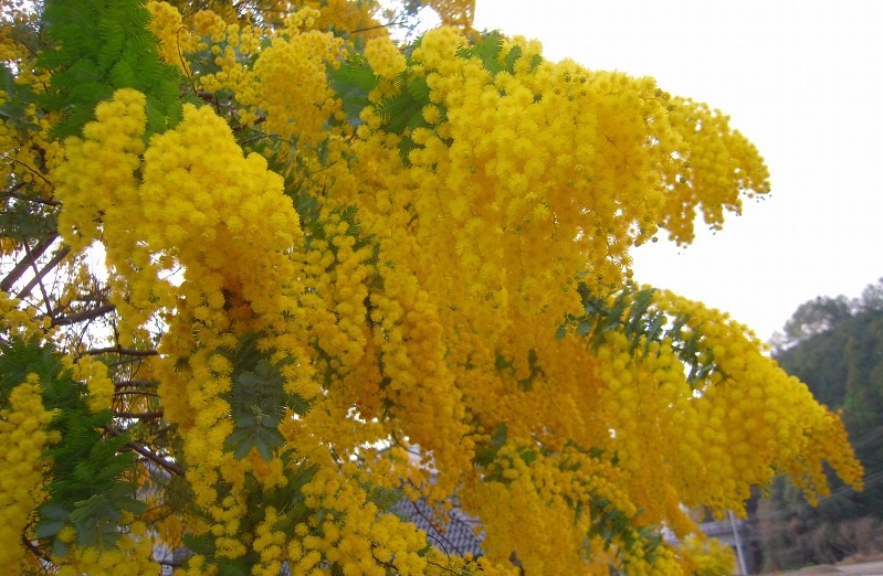 f:id:boianuf:20131029164719j:image