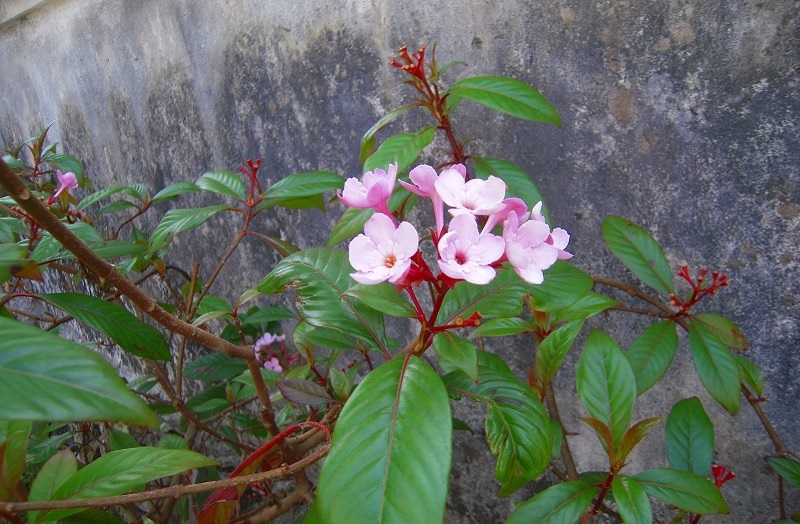 f:id:boianuf:20131105141156j:image