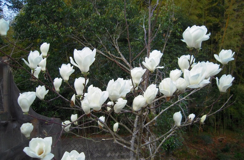 f:id:boianuf:20131109170352j:image