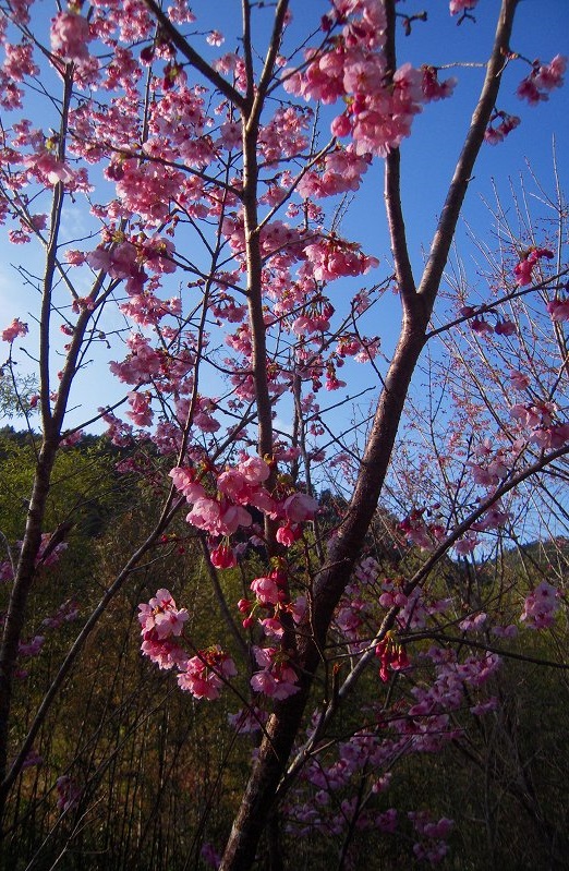 f:id:boianuf:20131109170522j:image