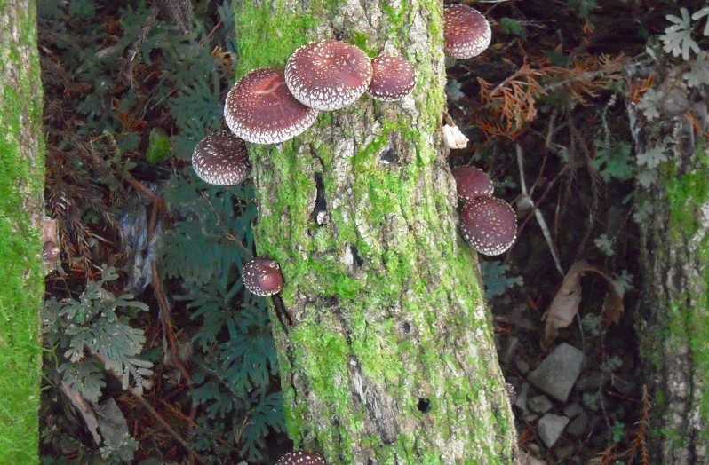 f:id:boianuf:20131109170856j:image