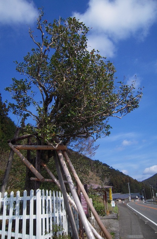f:id:boianuf:20131109171021j:image